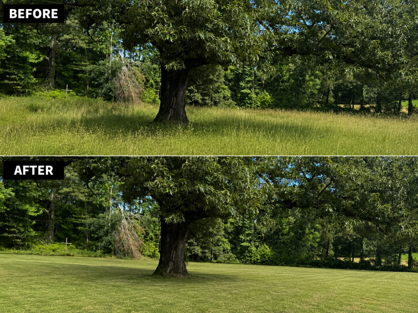 Before and after lawn maintenance around a mature tree